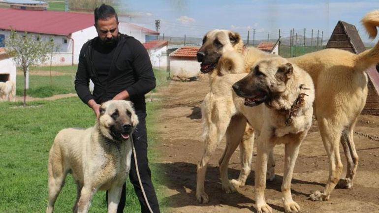 Dünyada eşi benzeri yok Ünü ülke sınırlarını aştı: Suudi Arabistan, Katar, BAE peşinde...