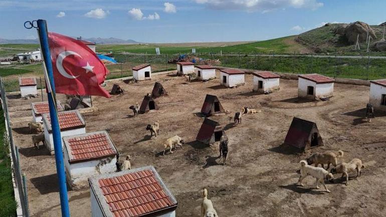 Dünyada eşi benzeri yok Ünü ülke sınırlarını aştı: Suudi Arabistan, Katar, BAE peşinde...