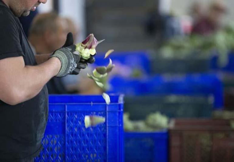 Eli hızlı 20 erkek ekip kurdu Günlük ortalama kazanç: 2 bin 500 TL