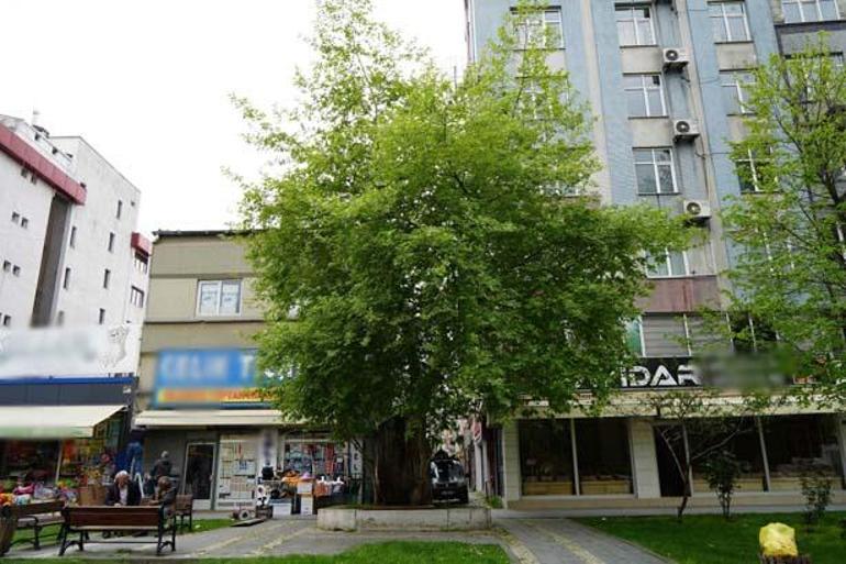 İlçede şaşırtan manzara: Gözlerime inanamadım, hayret verici bir durum