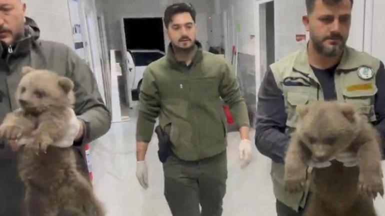 Annelerine ulaşılamayan yavru ayılar koruma altına alındı