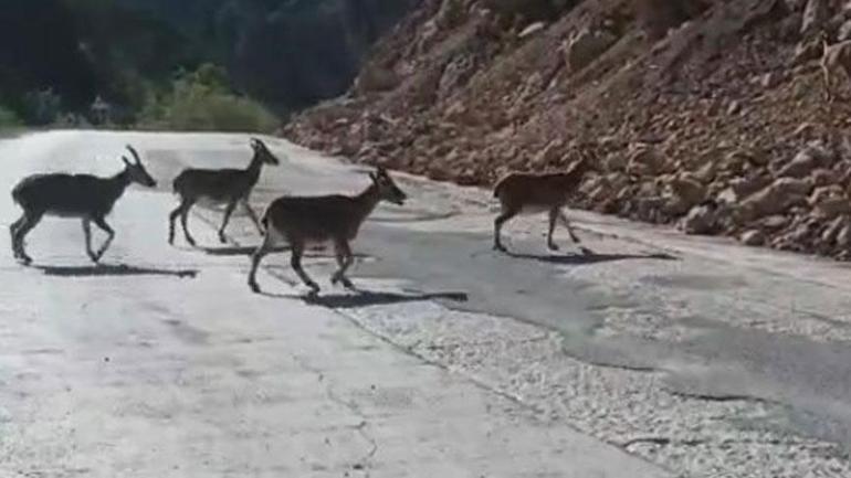 Görenler şaşkına döndü Güpegündüz yol kenarında karşılaştılar