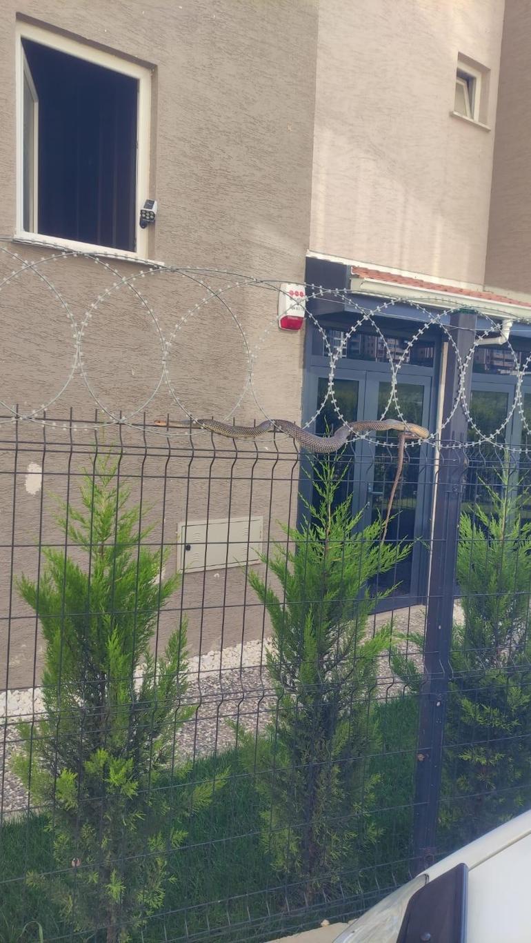 Dev yılan sitede oturanların kabusu oldu Kimse korkudan yaklaşamadı