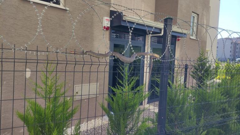 Dev yılan sitede oturanların kabusu oldu Kimse korkudan yaklaşamadı