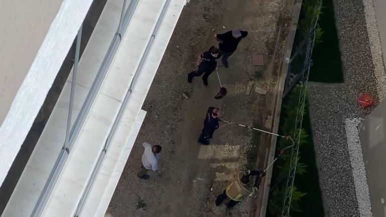 Dev yılan sitede oturanların kabusu oldu Kimse korkudan yaklaşamadı