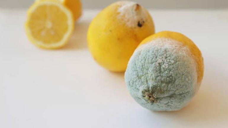 Limon hemen küflenip çürüyorsa önlemek çok basit Haftalarca sapsarı kalacak