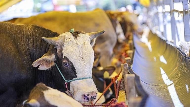 KURBANLIK FİYATLARI 2025: NE KADAR Küçükbaş, büyükbaş (koyun, koç, dana, keçi) kurbanlık baskül fiyatları