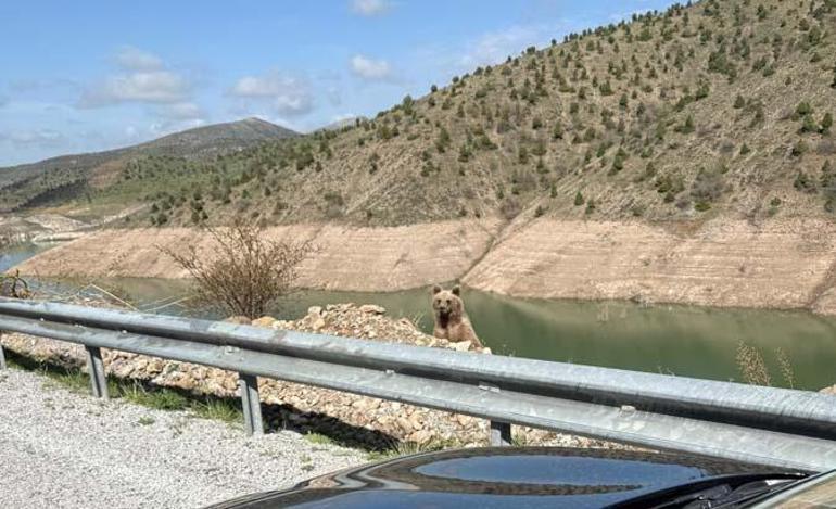 Ayı görüntüleme macerasının sonu Kamerayı açıp yanına yaklaştı