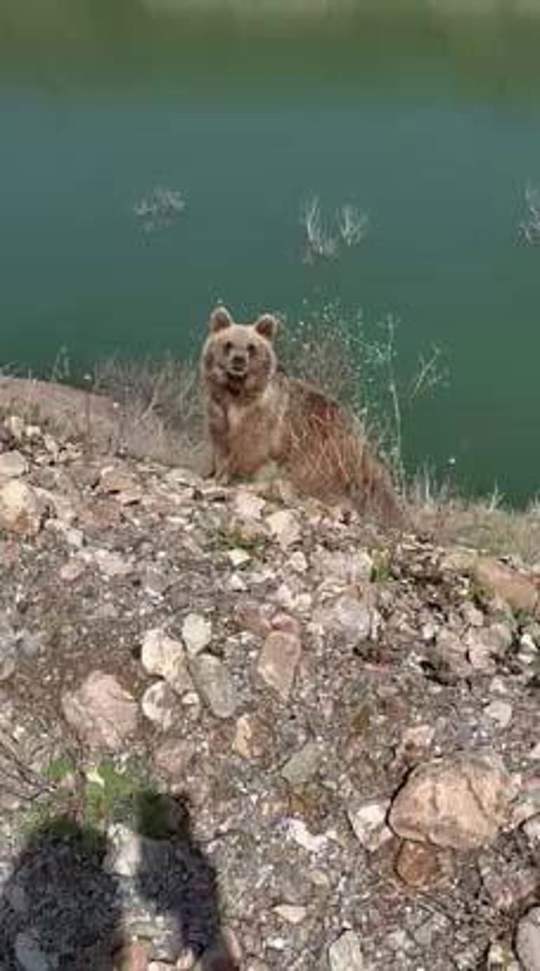 Ayı görüntüleme macerasının sonu Kamerayı açıp yanına yaklaştı