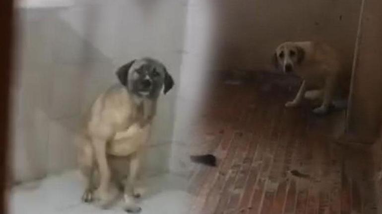 Evinde 12 sokak köpeğiyle kadın gözaltına alındı