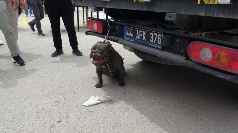 Pitbull kalabalığın arasına daldı Bir kişi yaralandı, 4 kişi zor zapt etti