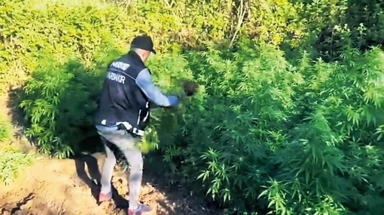 Dünya mirasına zehir ektiler Hevsel Bahçelerine 2 milyar TL’lik kenevir ekmişler