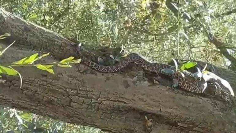 Bir kentte yılan istilası: Yolda ve tarlada görüldüler: Metrelerce uzunlukta...