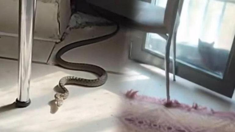 Bir kentte yılan istilası: Yolda ve tarlada görüldüler: Metrelerce uzunlukta...