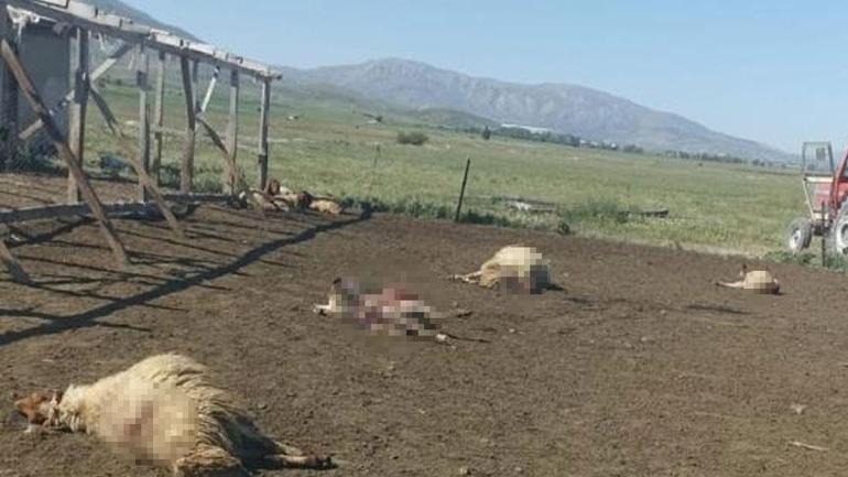 Yer: Karabük Sürü halinde fotokapana takıldılar