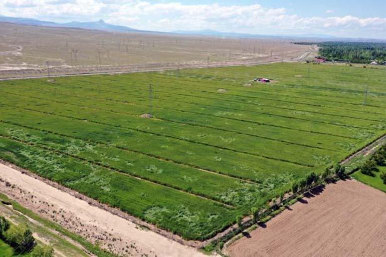 Köyüne döndü, 7 yıl boyunca 1500 kamyon taş topladı İnanılmaz son