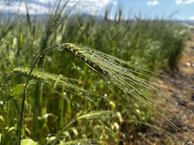 Köyüne döndü, 7 yıl boyunca 1500 kamyon taş topladı İnanılmaz son