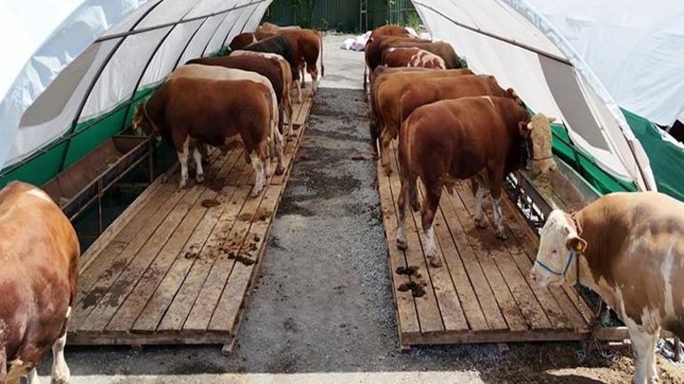 Kurban pazarının gözdesi şampiyon oldu Tam 1 ton 150 kilo ağırlığında: İşte fiyatı...