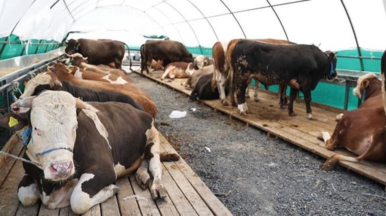 Kurban pazarının gözdesi şampiyon oldu Tam 1 ton 150 kilo ağırlığında: İşte fiyatı...