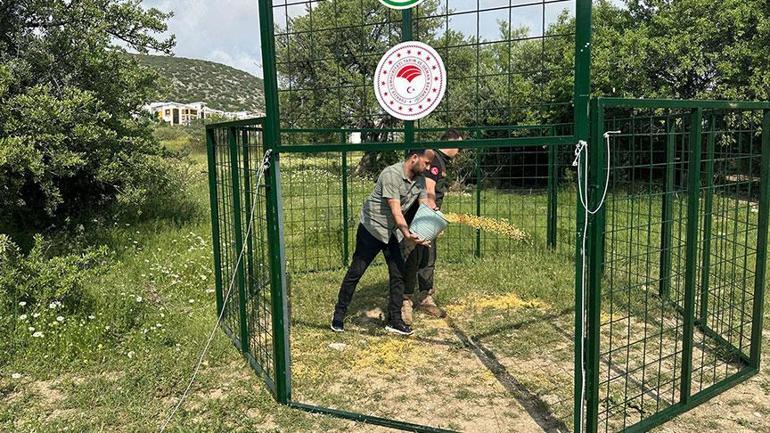 Kenti sürü halinde istila etmişlerdi Ekipler alarma geçti
