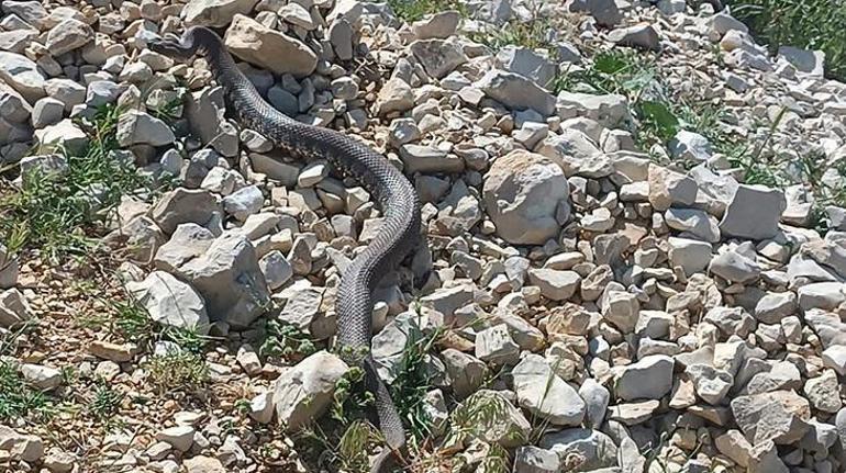 Okula girmeye çalışan devasa yılan panik yarattı