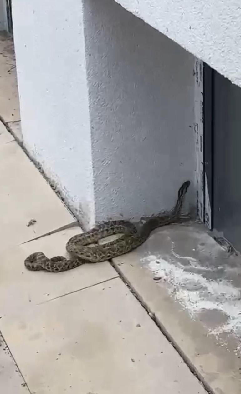 Okula girmeye çalışan devasa yılan panik yarattı