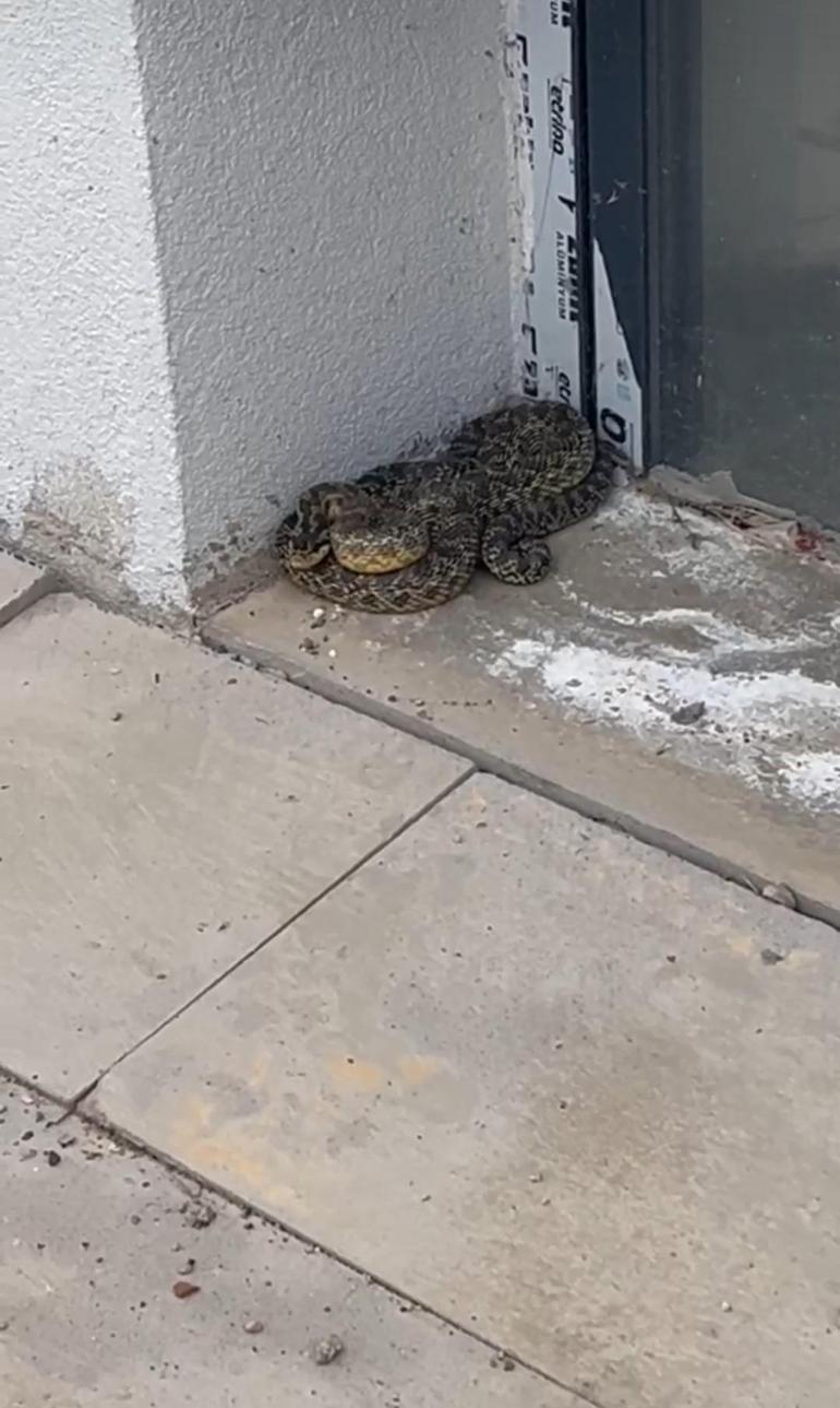 Okula girmeye çalışan devasa yılan panik yarattı