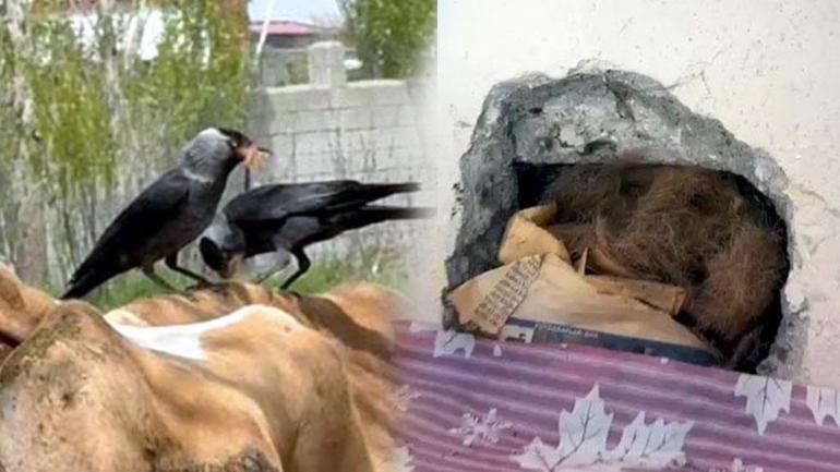 Kargalar, ineğin tüylerini yolup götürdü Sebebi şaşkına çevirdi