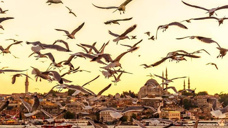 İstanbulda yavrular artışta Kaldırımda, sahilde görülüyor: Önce yuvaya, sonra kutuya