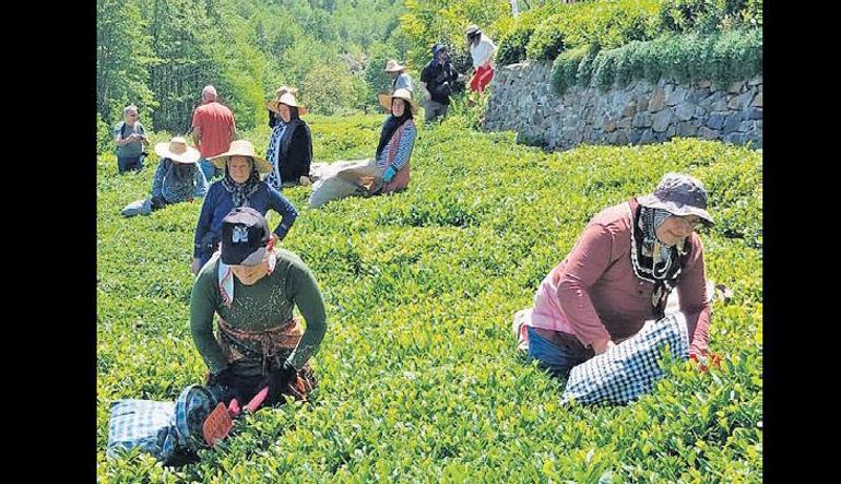 Yaylanın serinliği doğanın cömertliği