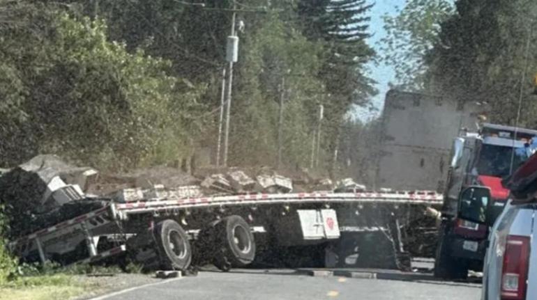 Washingtonda alarm 250 milyon arı kaçtı