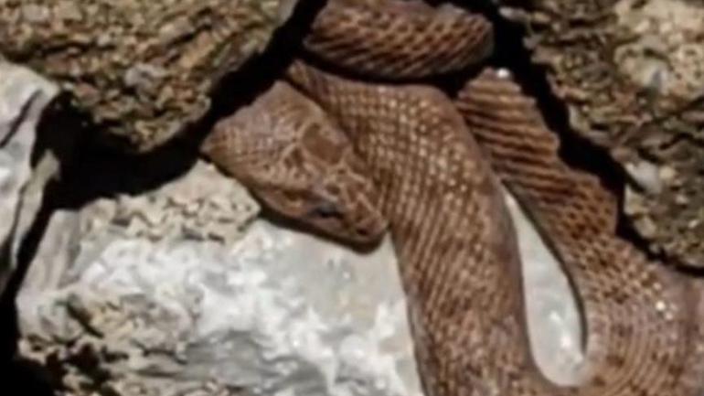 Diyarbakır’da yılan dehşeti Hayvanları otlatan çoban can verdi