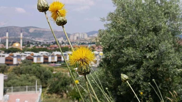 Lüks sitelerin arasında Dokunmanın bedeli 557 bin TL: Büyük bir şans