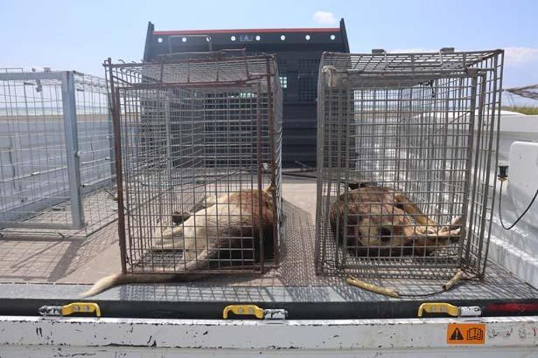 4 mahallede kuduz karantinası: Köpekler toplanmaya başladı