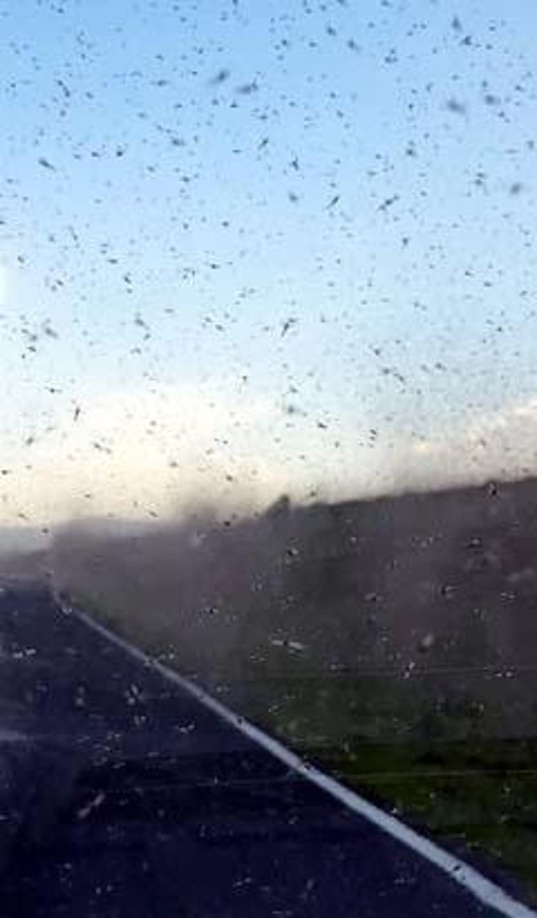 Kentte bir anda ortaya çıkan sinekler hortum oluşturdu