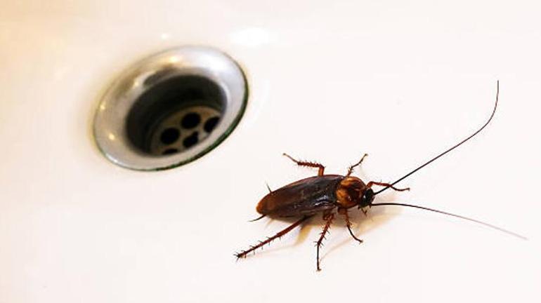 Hamam böceklerine davetiye çıkaran hatalar Yaz aylarında en çok bunlara geliyorlar