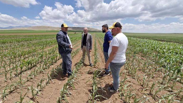 Tarlasını ekmek için 500 bin lira harcadı Geri geldi, gözlerine inanamadı: Milli bir servet