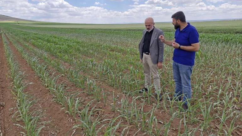 Tarlasını ekmek için 500 bin lira harcadı Geri geldi, gözlerine inanamadı: Milli bir servet
