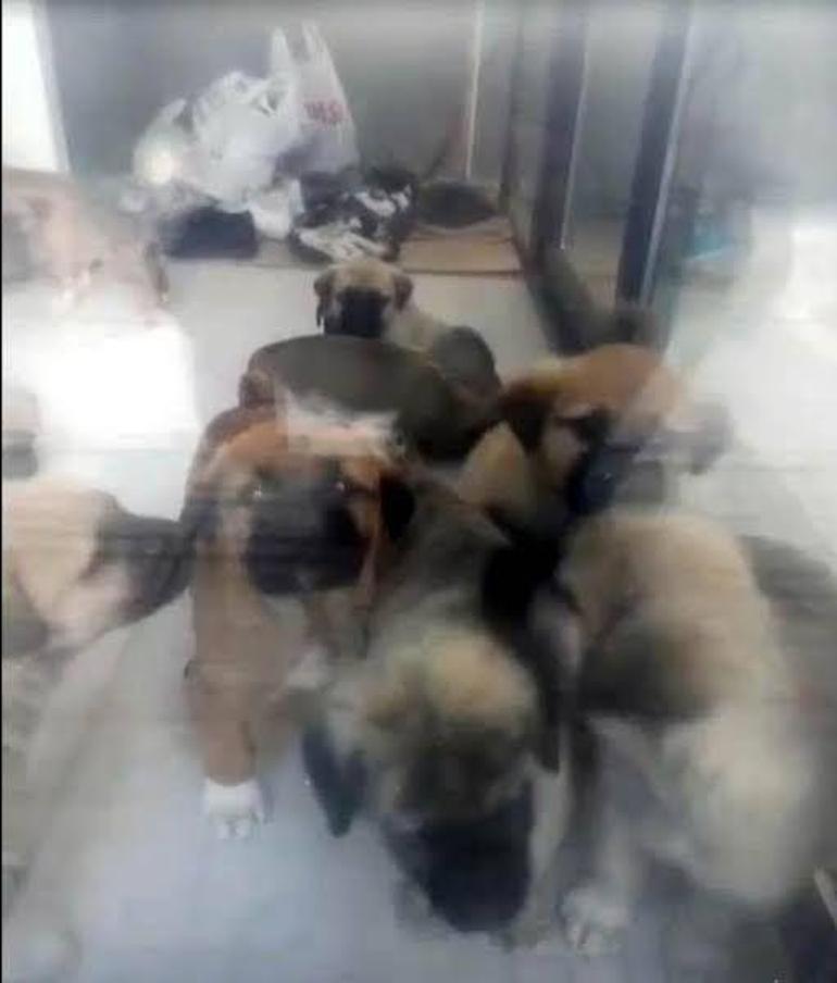 Aile içinde biliniyordu Sapık doktorun köpeklere yaptıkları kan dondurdu