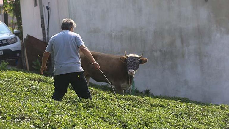 Bayram koşusu başladı: Kaçan kurbanlıklar sahiplerini peşinden koşturdu