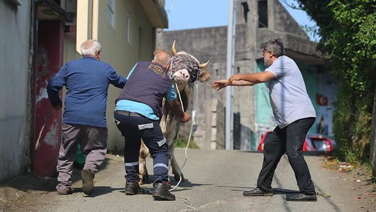 Bayram koşusu başladı: Kaçan kurbanlıklar sahiplerini peşinden koşturdu