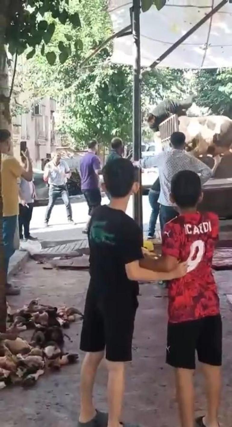 Kızgın boğa kasaba dehşeti yaşattı