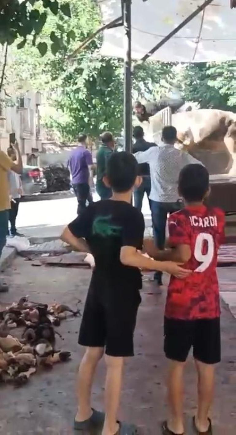 Kızgın boğa kasaba dehşeti yaşattı
