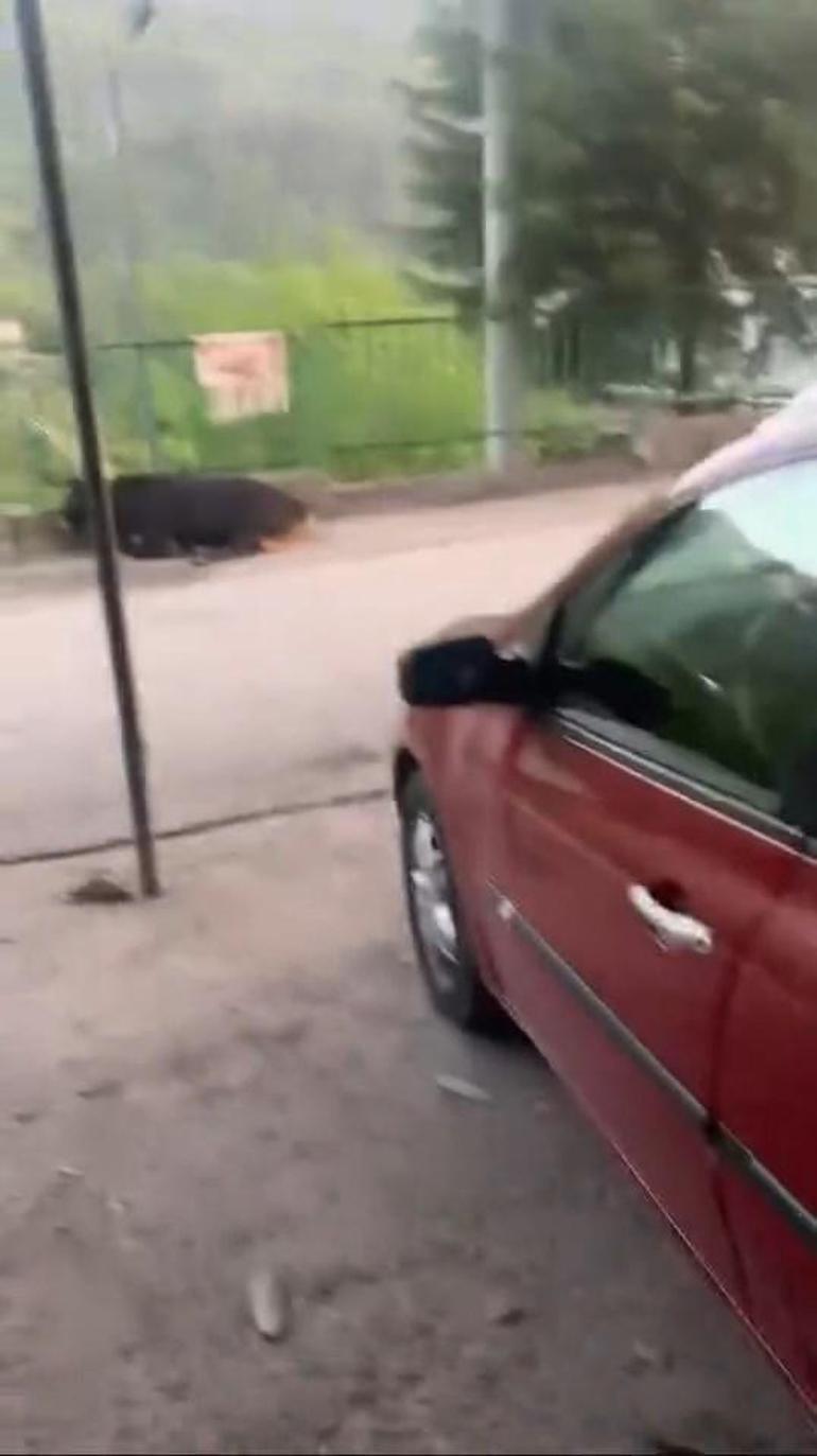 Garaj çatısına çıkan kurbanlık boğa, otomobilin üzerine düştü