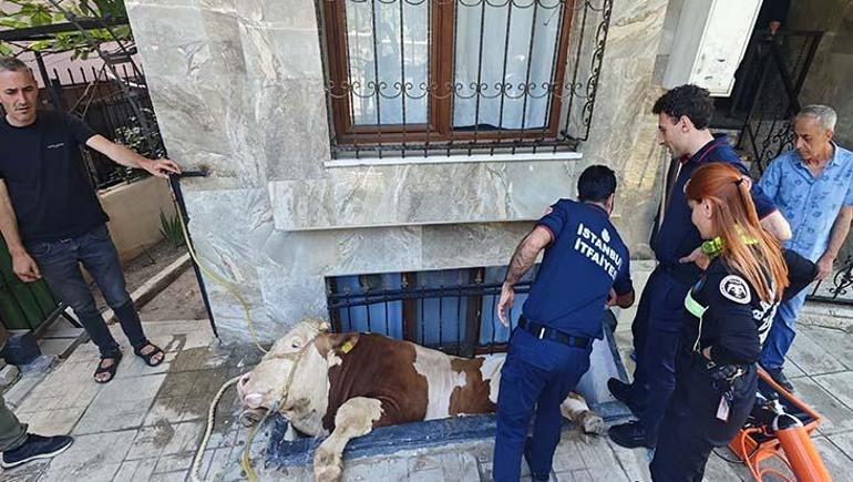 Garaj çatısına çıkan kurbanlık boğa, otomobilin üzerine düştü