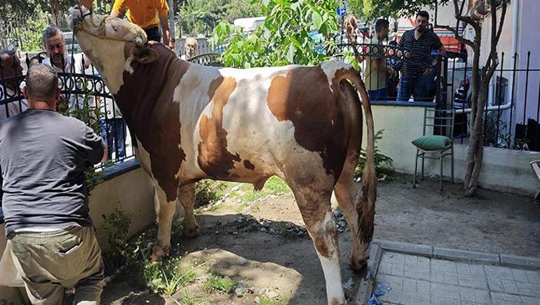 Garaj çatısına çıkan kurbanlık boğa, otomobilin üzerine düştü