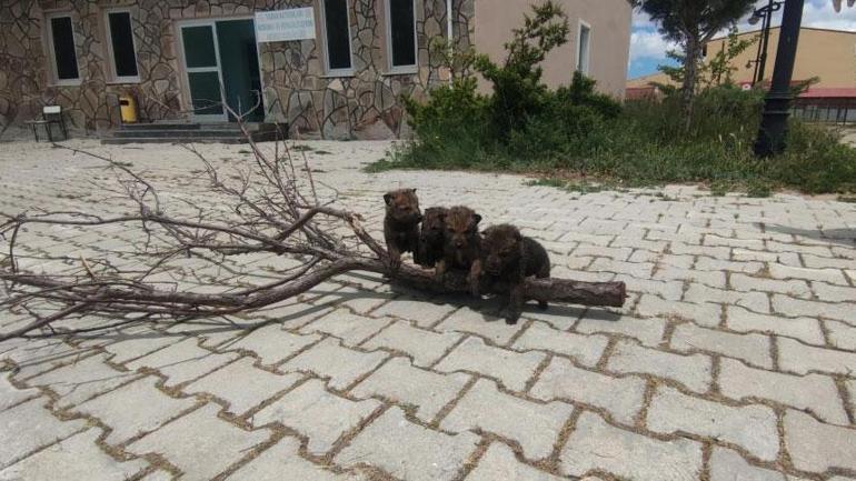 Yaylada bulundular, üniversiteye taşındılar Görürseniz sakın dokunmayın