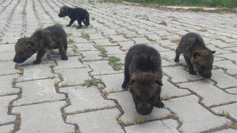 Yaylada bulundular, üniversiteye taşındılar Görürseniz sakın dokunmayın