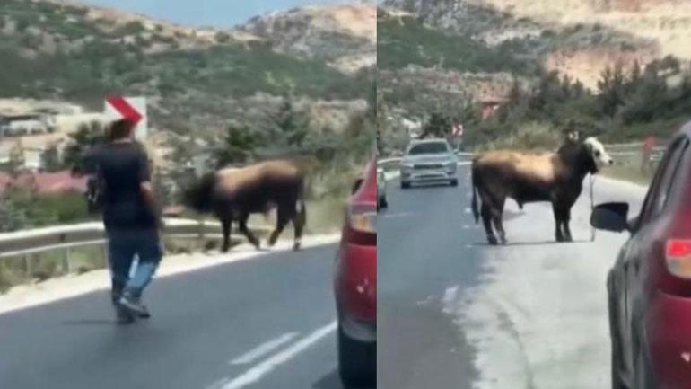 ‘Bu benim en uysal hayvanım dedi… Dakikalar sonra yaşananlara inanamadı