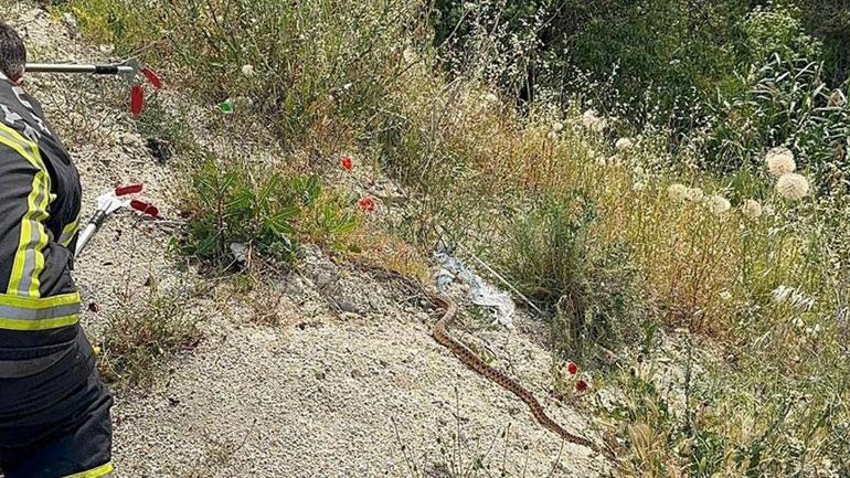 10 günde 8 yılan Kentte büyük panik: Otoparkta metrelerce uzunlukta...
